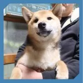 柴犬(標準サイズ)