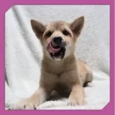 柴犬(標準サイズ)