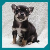 チワワ(スムース)