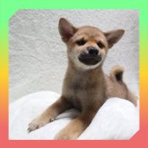柴犬(標準サイズ)