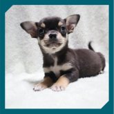 チワワ(スムース)