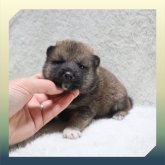 柴犬(標準サイズ)