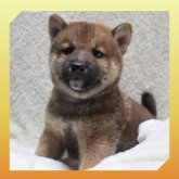 柴犬(標準サイズ)