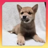 柴犬(標準サイズ)