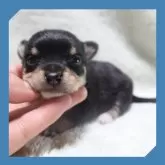 チワワ(スムース)