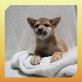 柴犬(標準サイズ)