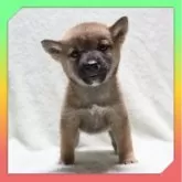 柴犬(標準サイズ)