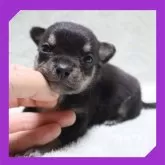 チワワ(スムース)