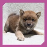 柴犬(標準サイズ)