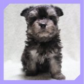 ●ちわまる●(マルチーズ×チワワ)