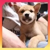 柴犬(標準サイズ)