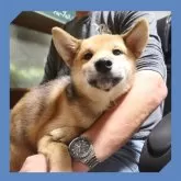 柴犬(標準サイズ)