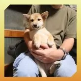 柴犬(標準サイズ)