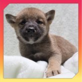 柴犬(標準サイズ)