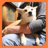 柴犬(標準サイズ)