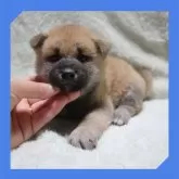 柴犬(標準サイズ)