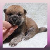 柴犬(標準サイズ)