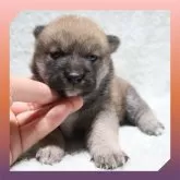 柴犬(標準サイズ)【岡山県・女の子・2025年8月24日・赤】の写真1