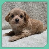 ●ちわぷー●(トイプードル×チワワ)