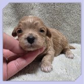 ●まるぷー●(マルチーズ×トイプードル)