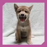 柴犬(標準サイズ)