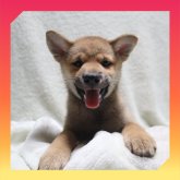 柴犬(標準サイズ)