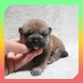 柴犬(標準サイズ)