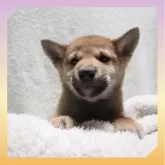 柴犬(標準サイズ)