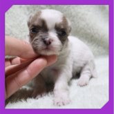 チワワ(ロング)