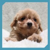 ●ちわぷー●(トイプードル×チワワ)