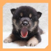 柴犬(標準サイズ)