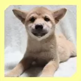 柴犬(標準サイズ)