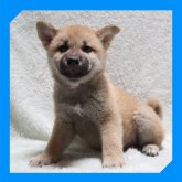 柴犬(標準サイズ)