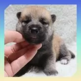 柴犬(標準サイズ)【岡山県・男の子・2025年9月29日・赤】の写真1