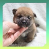 柴犬(標準サイズ)
