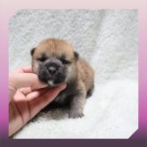 柴犬(標準サイズ)