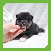 柴犬(標準サイズ)