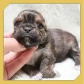 チワワ(ロング)