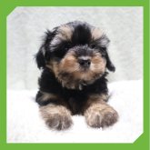 ●ちわぷー●(トイプードル×チワワ)