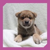 柴犬(標準サイズ)