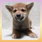 柴犬(標準サイズ)