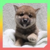 柴犬(標準サイズ)