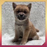 柴犬(標準サイズ)