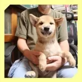 柴犬(標準サイズ)