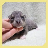 チワワ(ロング)