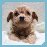 ●ちわぷー●(トイプードル×チワワ)