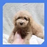 トイプードル(トイ)