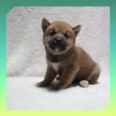 柴犬(標準サイズ)