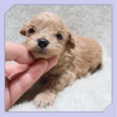 ●まるぷー●(マルチーズ×トイプードル)