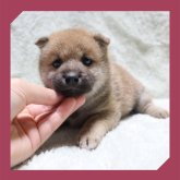 柴犬(標準サイズ)